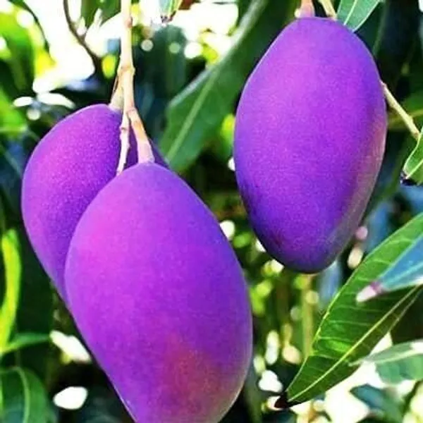 Mango_Plant_(Hybrid,_Pack_of_1)