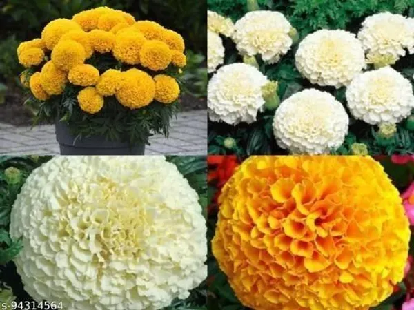 Marigold_Plant_(Hybrid,_Pack_of_1)