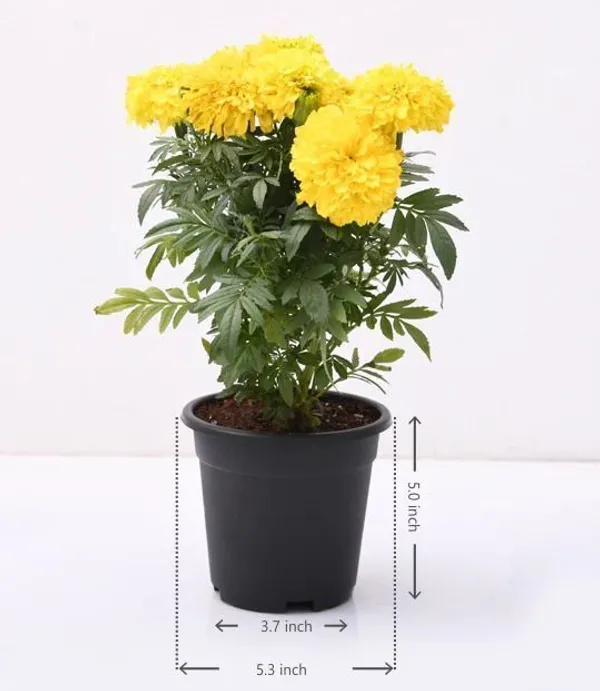 Marigold_Plant_(Hybrid,_Pack_of_1)