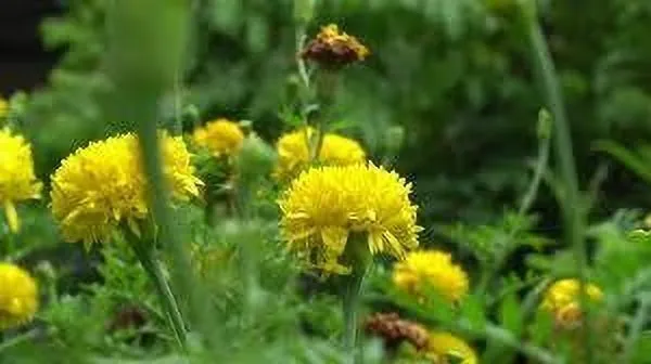 Marigold_Plant_(Hybrid,_Pack_of_1)
