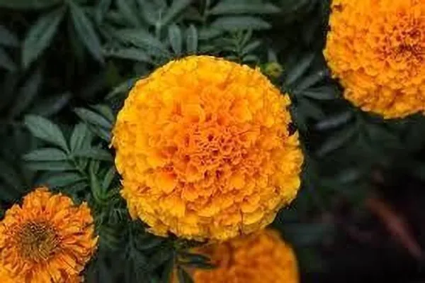 Marigold_Plant_(Hybrid,_Pack_of_1)