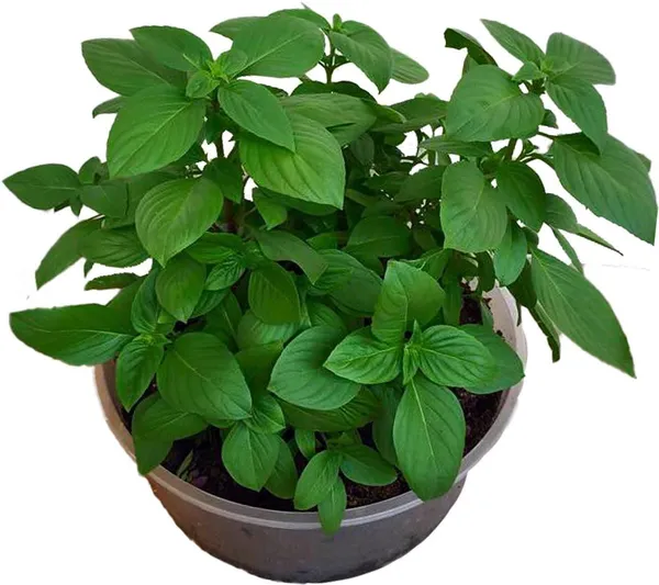 Basil_Plant_(Hybrid,_Pack_of_1)