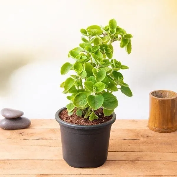 Mint_Plant_(Hybrid,_Pack_of_1)