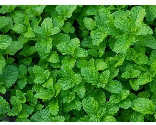Mint_Plant_(Hybrid,_Pack_of_1)