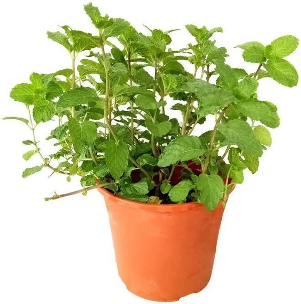 Mint_Plant_(Hybrid,_Pack_of_1)