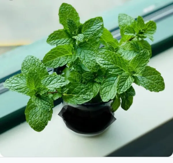 Mint_Plant_(Hybrid,_Pack_of_1)