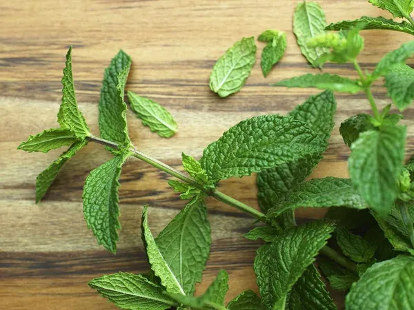 Mint_Plant_(Hybrid,_Pack_of_1)