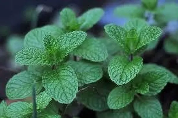 Mint_Plant_(Hybrid,_Pack_of_1)