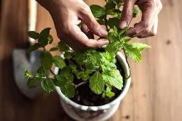 Mint_Plant_(Hybrid,_Pack_of_1)