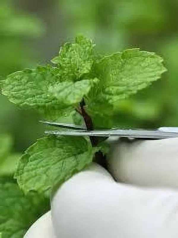 Mint_Plant_(Hybrid,_Pack_of_1)