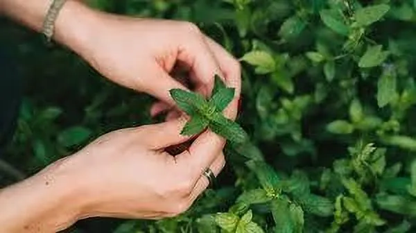 Mint_Plant_(Hybrid,_Pack_of_1)