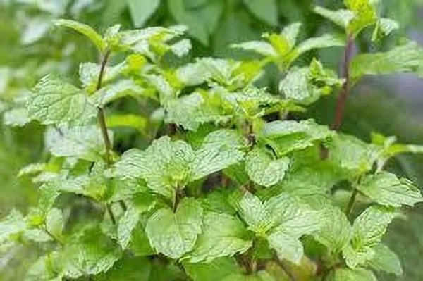Mint_Plant_(Hybrid,_Pack_of_1)