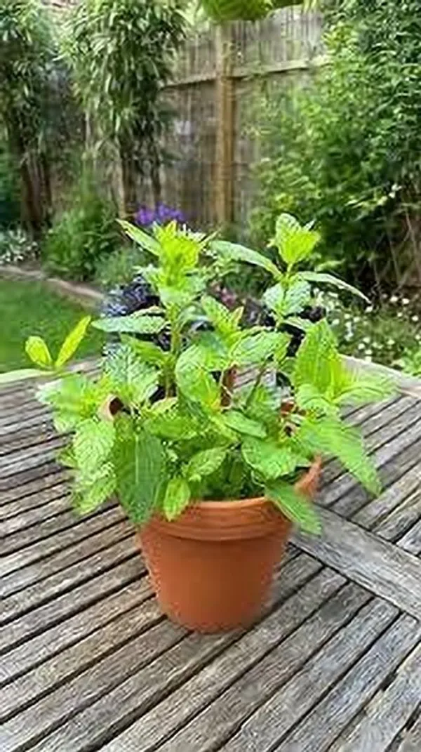 Mint_Plant_(Hybrid,_Pack_of_1)
