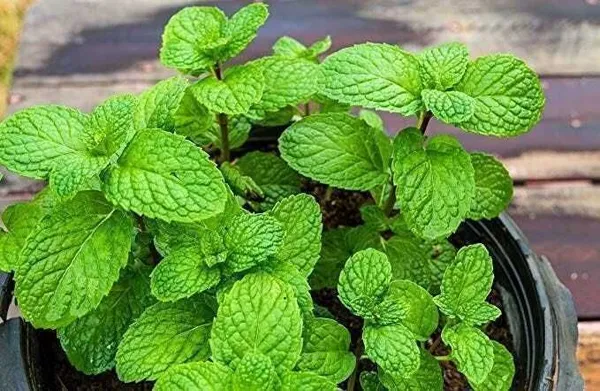 Mint_Plant_(Hybrid,_Pack_of_1)