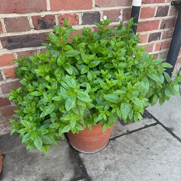 Mint_Plant_(Hybrid,_Pack_of_1)