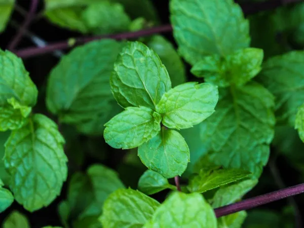 Mint_Plant_(Hybrid,_Pack_of_1)