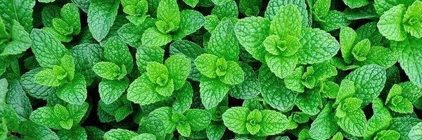 Mint_Plant_(Hybrid,_Pack_of_1)