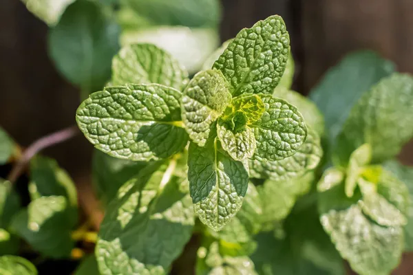 Mint_Plant_(Hybrid,_Pack_of_1)