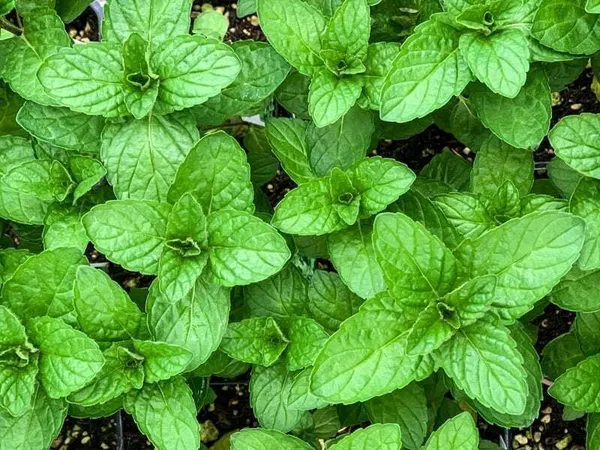 Mint_Plant_(Hybrid,_Pack_of_1)