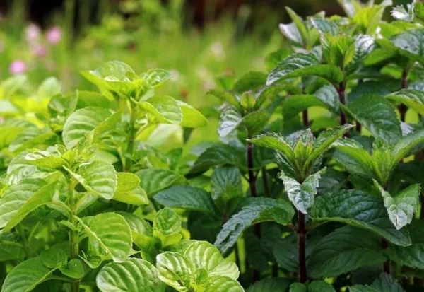 Mint_Plant_(Hybrid,_Pack_of_1)