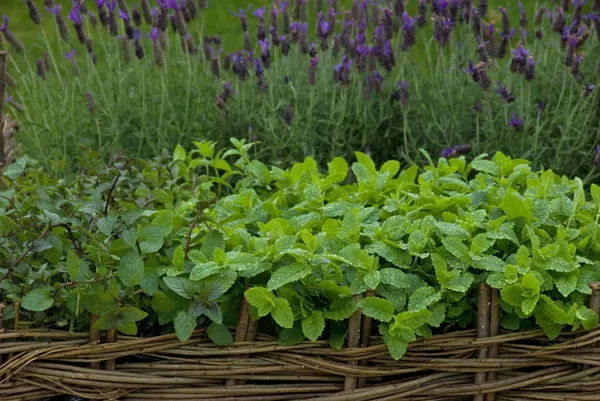 Mint_Plant_(Hybrid,_Pack_of_1)