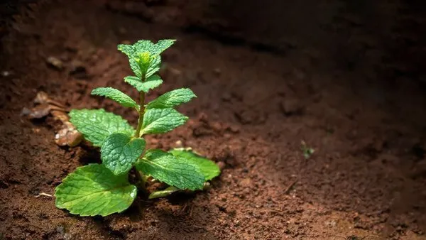 Mint_Plant_(Hybrid,_Pack_of_1)