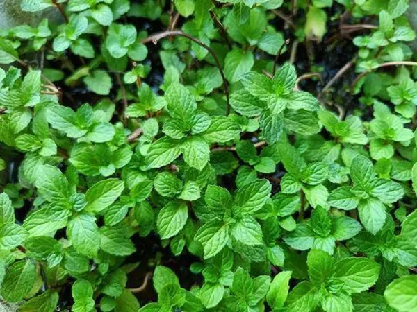 Mint_Plant_(Hybrid,_Pack_of_1)