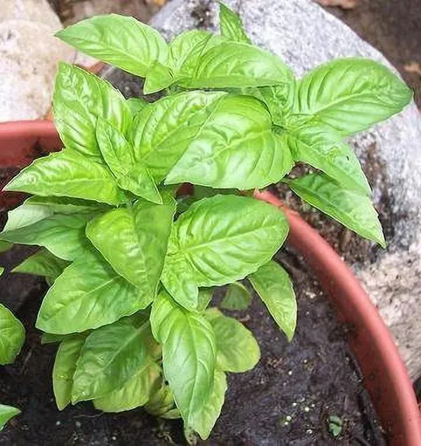 Basil_Plant_(Hybrid,_Pack_of_1)