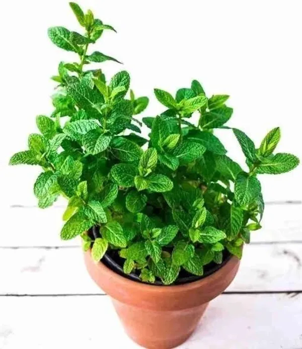 Mint_Plant_(Hybrid,_Pack_of_1)