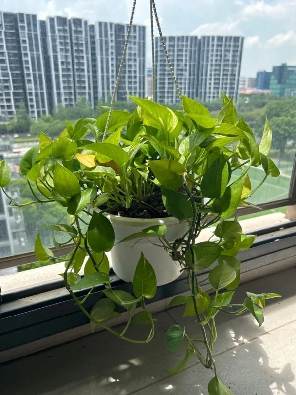 Money_Plant_(Hybrid,_Pack_of_1)