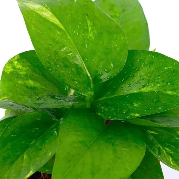 Money_Plant_(Hybrid,_Pack_of_1)