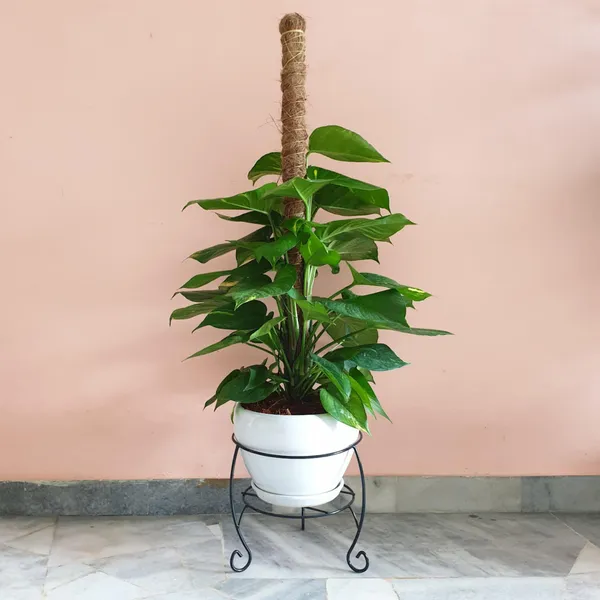 Money_Plant_(Hybrid,_Pack_of_1)