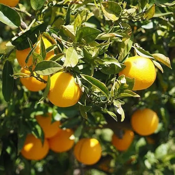 Lemon_Plant_(Hybrid,_Pack_of_1)