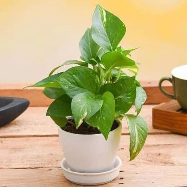 Money_Plant_(Hybrid,_Pack_of_1)