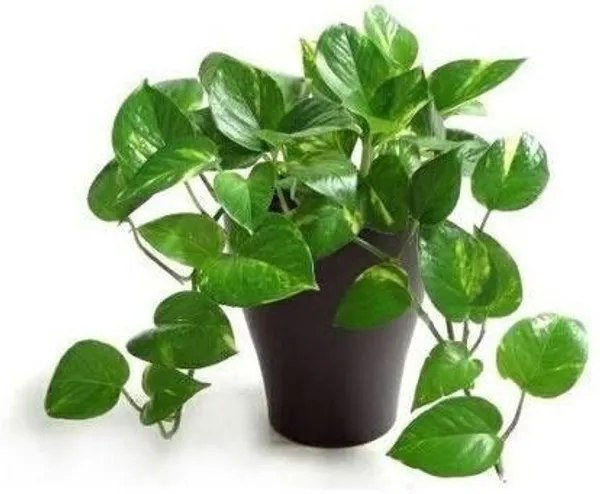 Money_Plant_(Hybrid,_Pack_of_1)