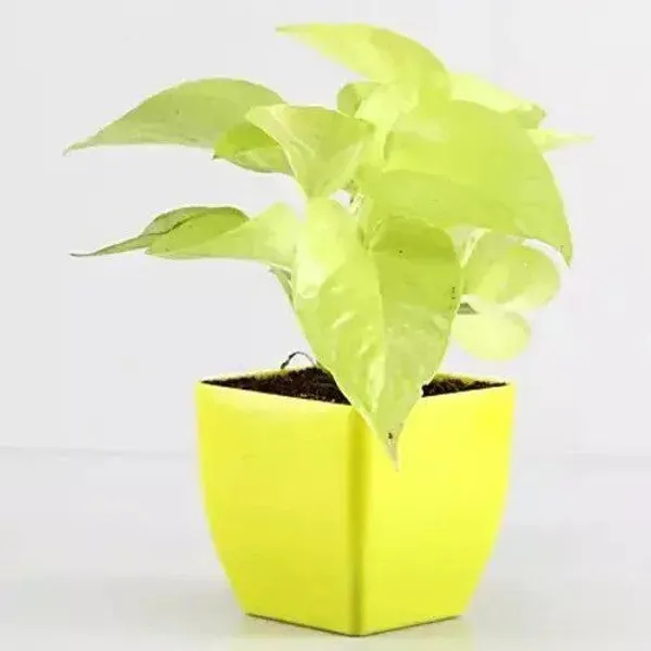 Money_Plant_(Hybrid,_Pack_of_1)