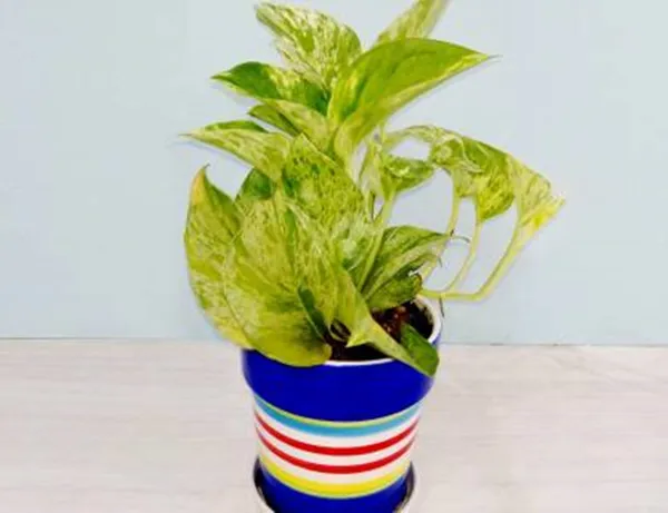 Money_Plant_(Hybrid,_Pack_of_1)