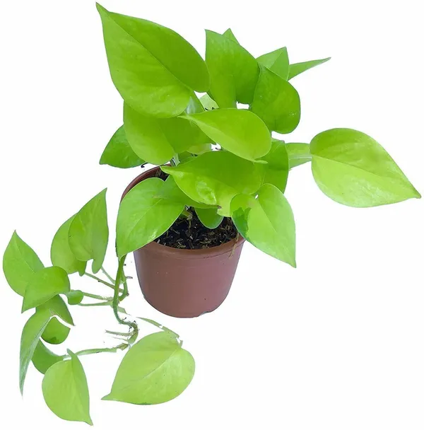 Golden_Money_Plant_(Hybrid,_Pack_of_1)