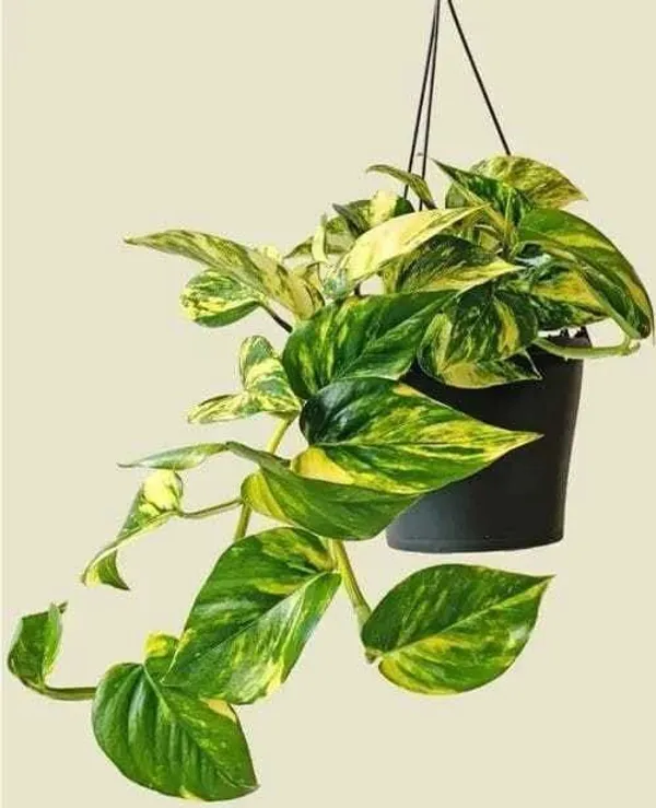 Money_Plant_(Hybrid,_Pack_of_1)