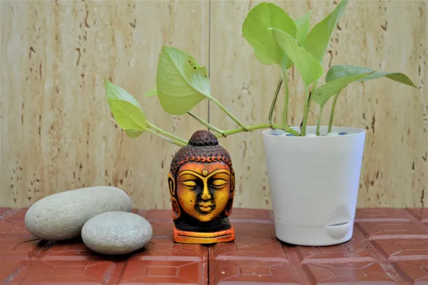 Golden_Money_Plant_(Hybrid,_Pack_of_1)