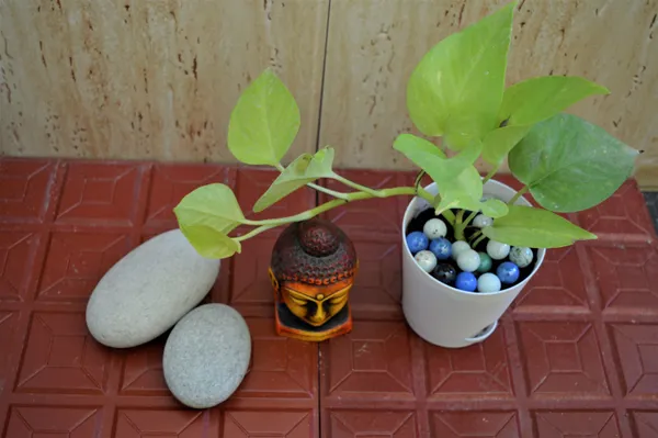 Golden_Money_Plant_(Hybrid,_Pack_of_1)