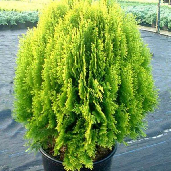 Platycladus/Morpankhi_Plant_(Hybrid,_Pack_of_1)