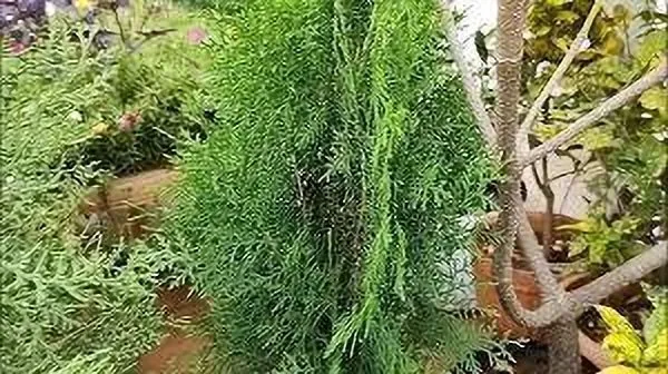 Platycladus/Morpankhi_Plant_(Hybrid,_Pack_of_1)
