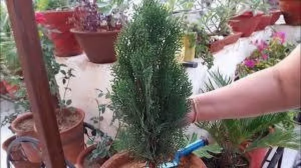 Platycladus/Morpankhi_Plant_(Hybrid,_Pack_of_1)