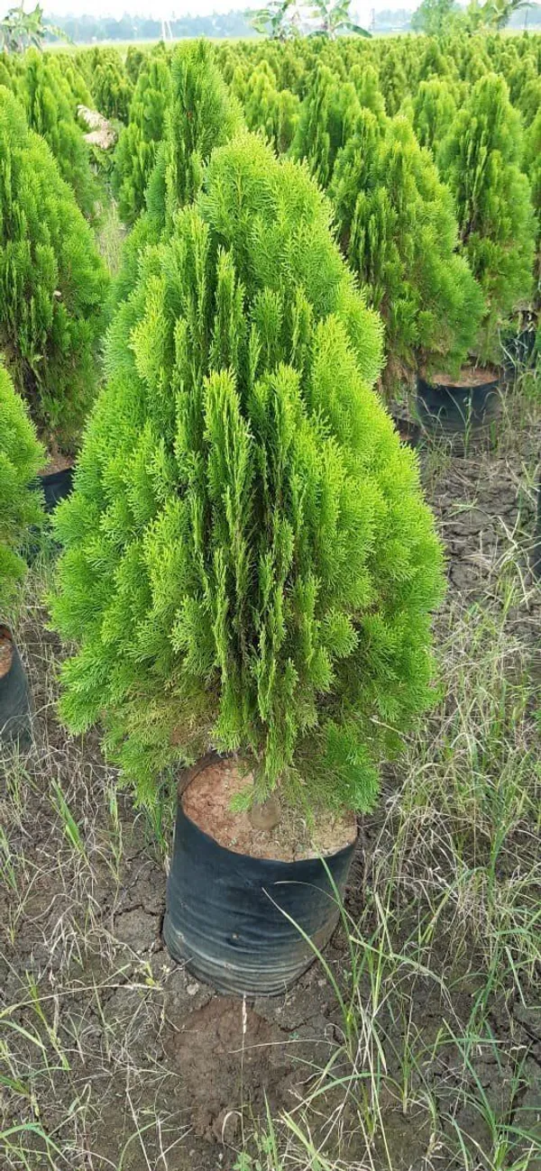 Platycladus/Morpankhi_Plant_(Hybrid,_Pack_of_1)