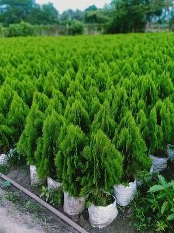Platycladus/Morpankhi_Plant_(Hybrid,_Pack_of_1)