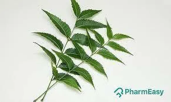 Neem_Plant_(Hybrid,_Pack_of_1)