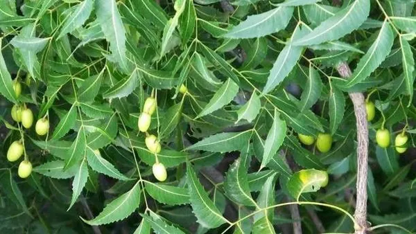 Neem_Plant_(Hybrid,_Pack_of_1)