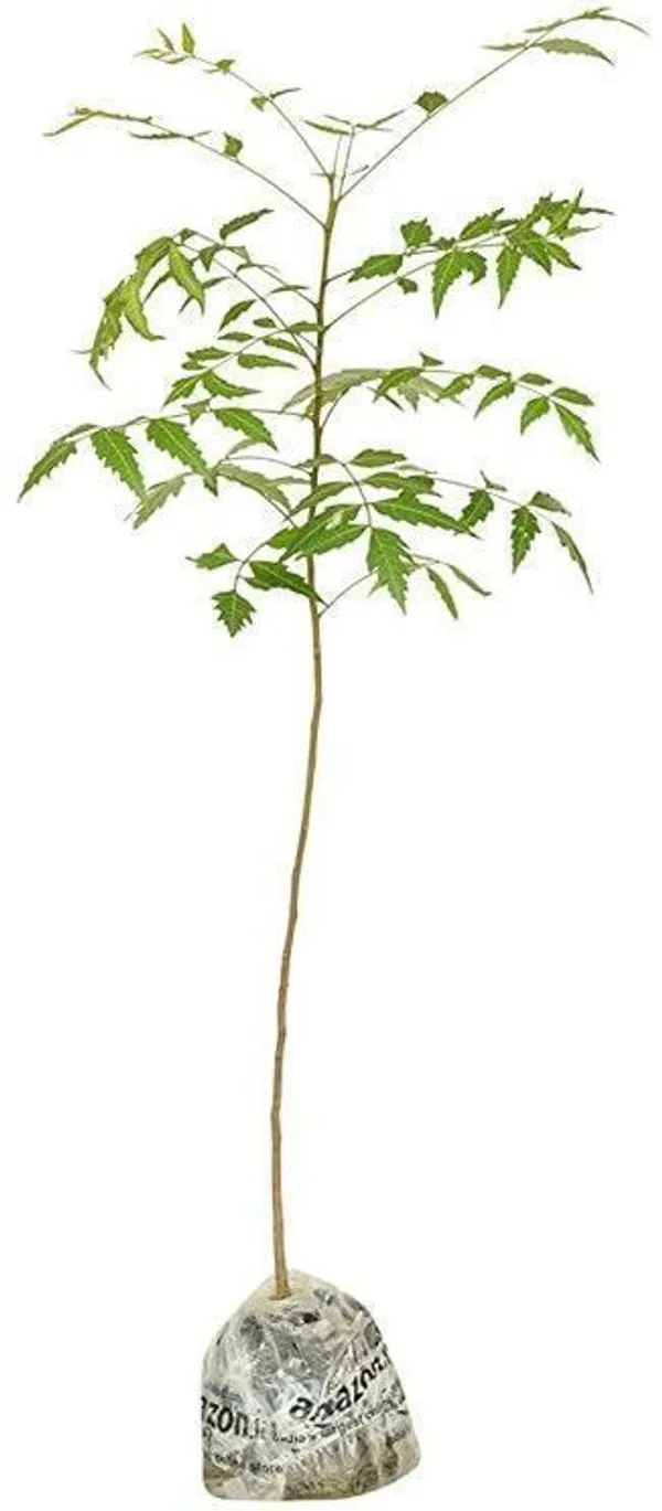 Neem_Plant_(Hybrid,_Pack_of_1)