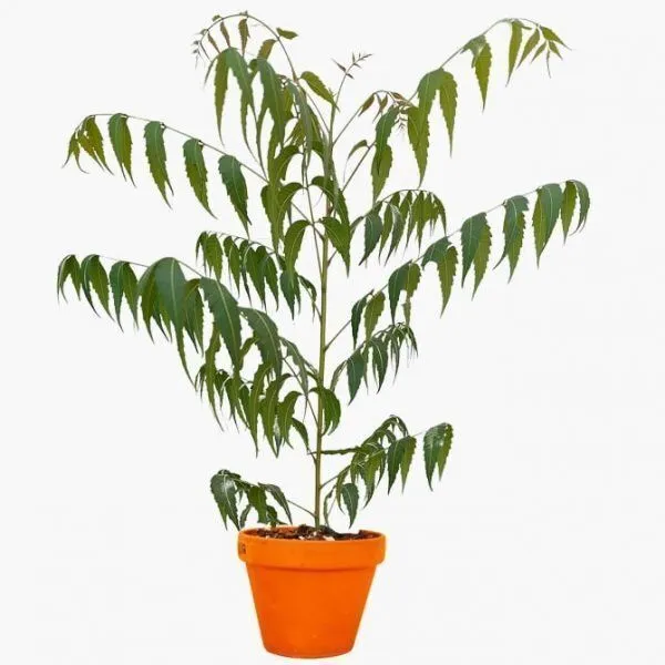 Neem_Plant_(Hybrid,_Pack_of_1)